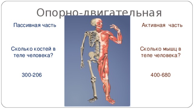 Опорно-двигательная система человека