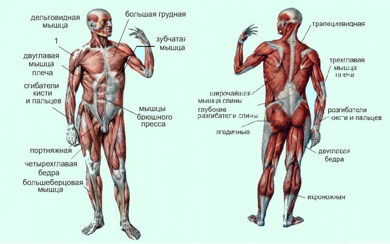 Опорно-двигательная система человека