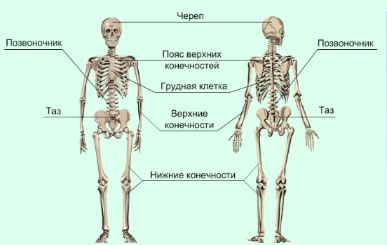 Опорно-двигательная система человека