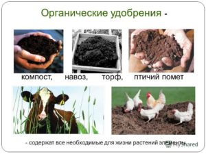 Органические удобрения: жидкие, естественные, виды и их применение, значение, полова