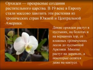 Орхидеи: особенности, где и как растут в природе, символическое значение, приметы и суеверия, интересные факты
