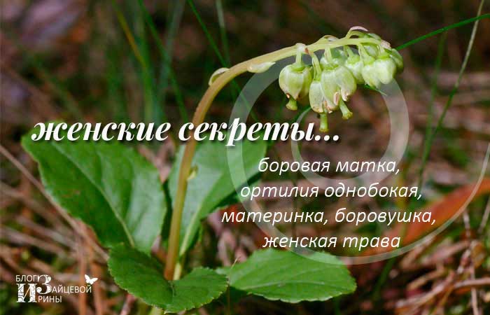 Ортилия однобокая (боровая матка): свойства, применение настойки травы, где растет в россии, как выглядит растение, фото