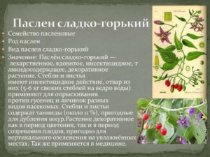 Паслен сладко-горький: настойка, лечебные свойства, противопоказания, описание, красный в народной медицине, фото