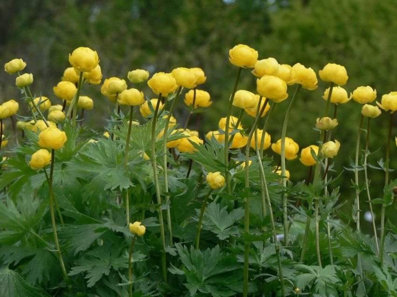 Печеночница (65 фото): сорта, особенности посадки, ухода и размножения, совмещение с другими растениями