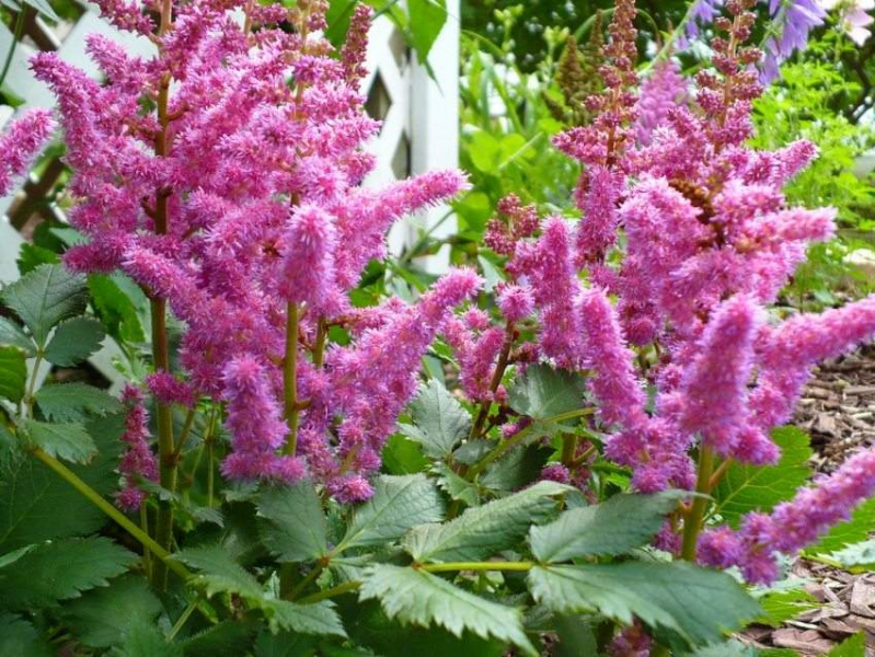 Печеночница (65 фото): сорта, особенности посадки, ухода и размножения, совмещение с другими растениями