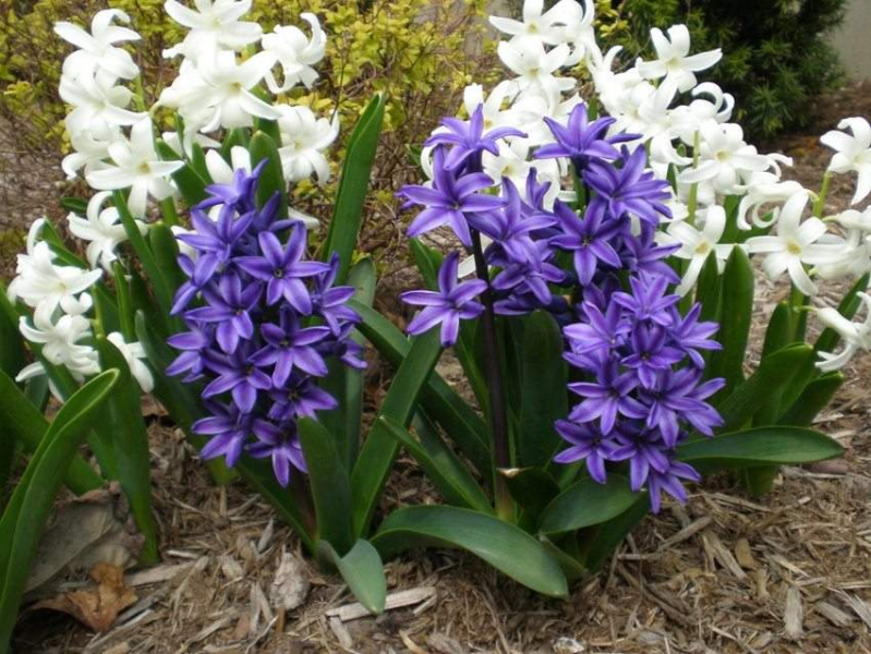 Печеночница (65 фото): сорта, особенности посадки, ухода и размножения, совмещение с другими растениями