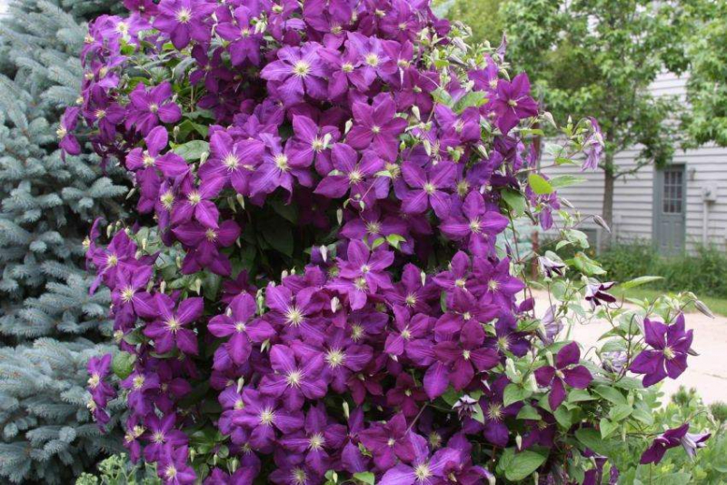 Печеночница (65 фото): сорта, особенности посадки, ухода и размножения, совмещение с другими растениями