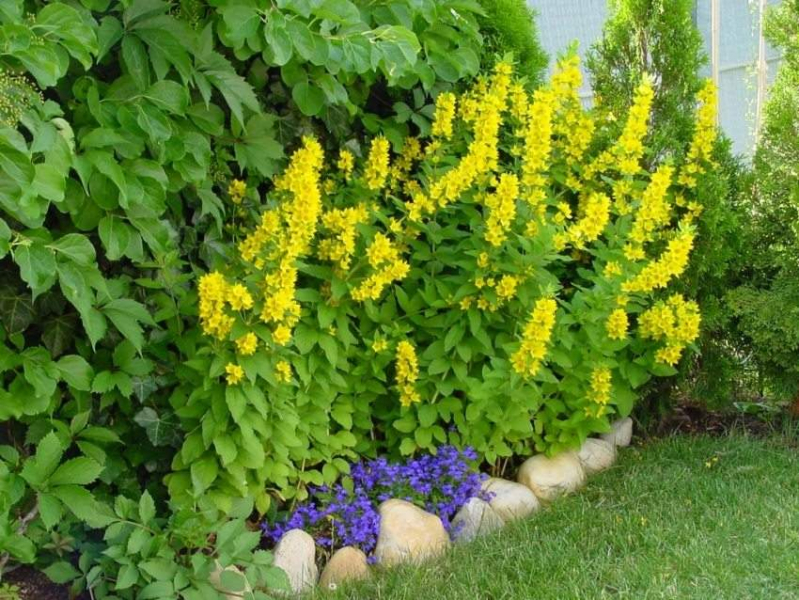 Печеночница (65 фото): сорта, особенности посадки, ухода и размножения, совмещение с другими растениями