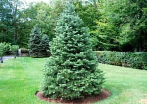 Пихта одноцветная (abies concolor): описание, посадка и уход, сорта, применение в ландшафтном дизайне, фото, видео