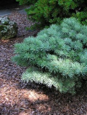 Пихта одноцветная (abies concolor): описание, посадка и уход, сорта, применение в ландшафтном дизайне, фото, видео
