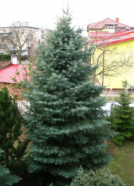 Пихта одноцветная (abies concolor): описание, посадка и уход, сорта, применение в ландшафтном дизайне, фото, видео