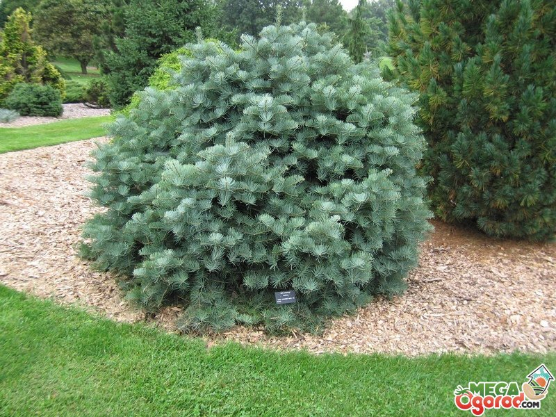 Пихта одноцветная (abies concolor): описание, посадка и уход, сорта, применение в ландшафтном дизайне, фото, видео