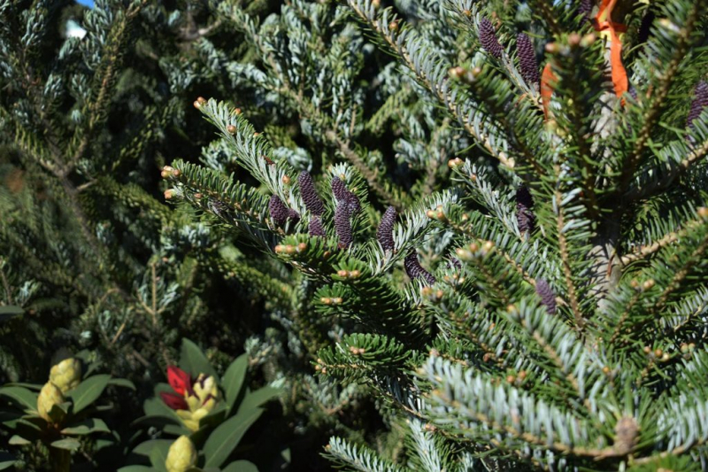 Пихта одноцветная (abies concolor): описание, посадка и уход, сорта, применение в ландшафтном дизайне, фото, видео