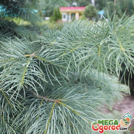 Пихта одноцветная (abies concolor): описание, посадка и уход, сорта, применение в ландшафтном дизайне, фото, видео