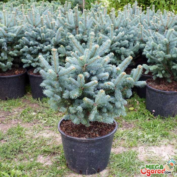 Пихта одноцветная (abies concolor): описание, посадка и уход, сорта, применение в ландшафтном дизайне, фото, видео