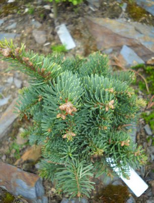 Пихта одноцветная (abies concolor): описание, посадка и уход, сорта, применение в ландшафтном дизайне, фото, видео