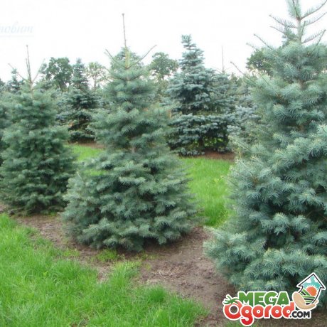 Пихта одноцветная (abies concolor): описание, посадка и уход, сорта, применение в ландшафтном дизайне, фото, видео