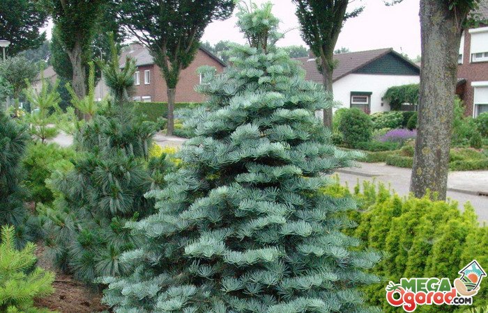 Пихта одноцветная (abies concolor): описание, посадка и уход, сорта, применение в ландшафтном дизайне, фото, видео