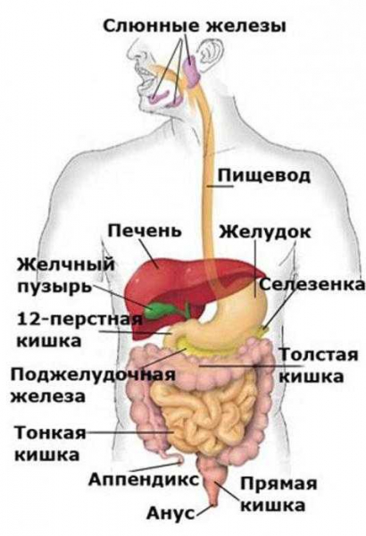 Пищеварительная система человека