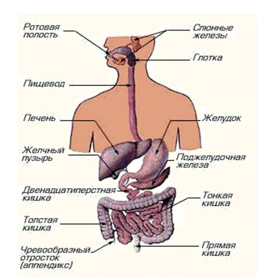 Пищеварительная система человека