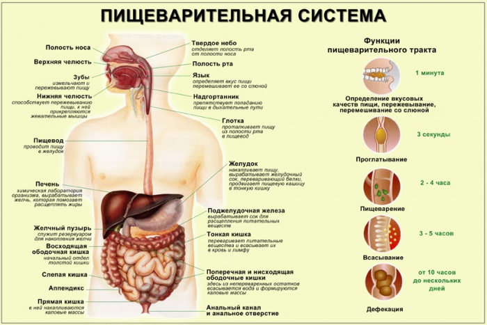 Пищеварительная система человека