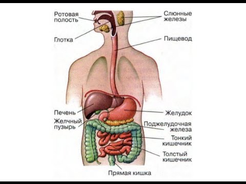 Пищеварительная система человека