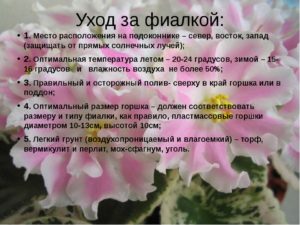 Почему не цветут фиалки в домашних условиях: причины, что делать, правила ухода за растениями, оптимальные условия выращивания, полезные советы