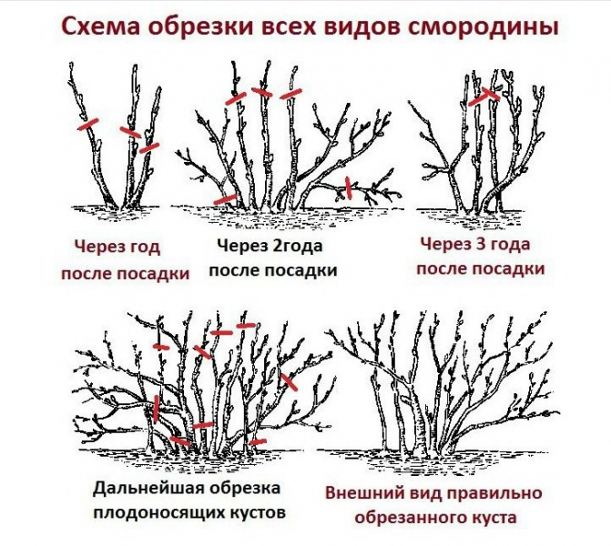Подготовка роз к зиме: нужно ли обрезать, сроки и правила обрезки, необходимые инструменты, приостановка вегетации, укрытие от морозов