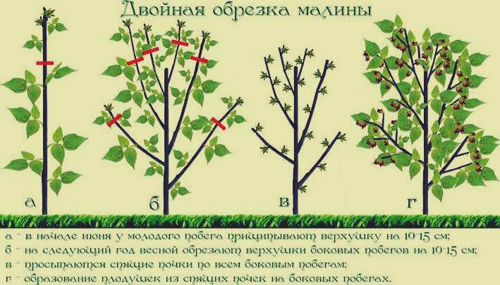 Подготовка роз к зиме: нужно ли обрезать, сроки и правила обрезки, необходимые инструменты, приостановка вегетации, укрытие от морозов