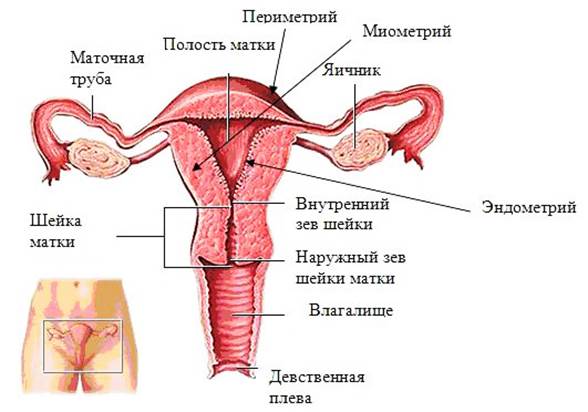 Половая система человека