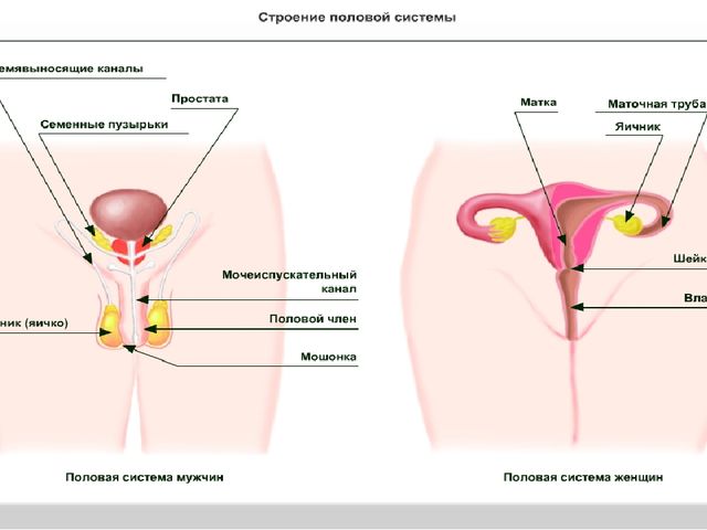 Половая система человека