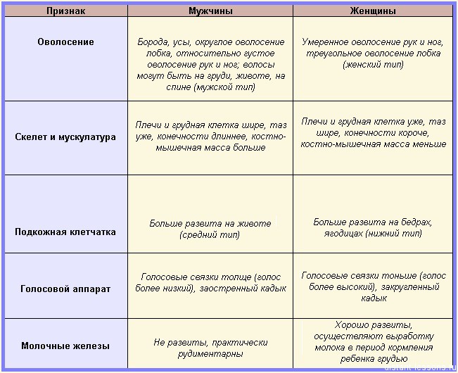 Половая система человека