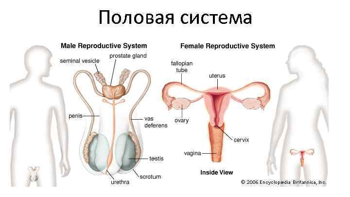Половая система человека