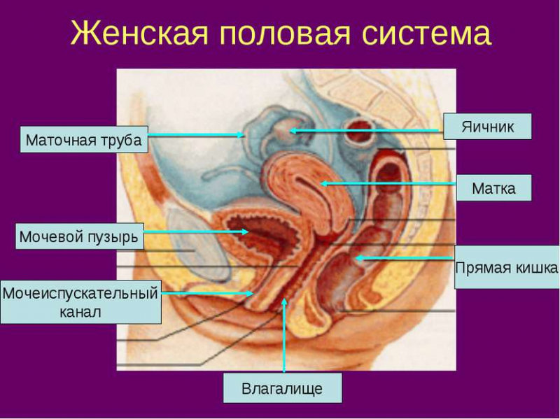 Половая система человека
