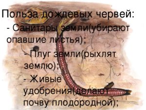 Польза от дождевых червей