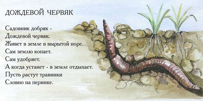 Польза от дождевых червей