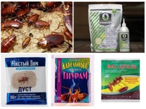 Порошки от тараканов: виды и как их использовать