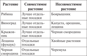 Посадка черной смородины: совместимость с другими видами