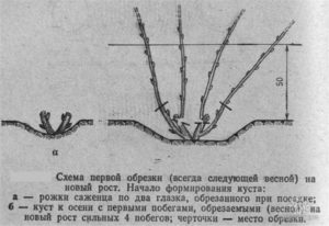 Посадка декоративной спиреи на участке: правила ухода и рекомендации по размножению и обрезке куста осенью