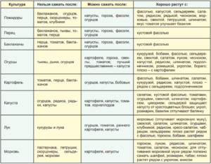Посадка капусты: сроки для разных видов, условия прорастания семян, правила севооборота, после каких культур, с чем одновременно можно сажать