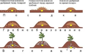 Посадка картофеля в гребни: преимущества, недостатки, технология, подготовка клубней, сроки и схема высаживания, правила ухода, отзывы