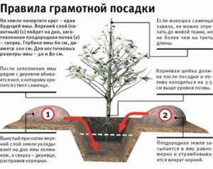 Посадка растений в саду: сроки, выбор культур для осенней посадки, как сажать деревья, пошаговая инструкция