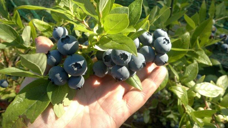Посадка садовой голубики весной в открытый грунт: выбор места, подготовка почвы, технология посадки, правила ухода, подкормка, обрезка, пересадка