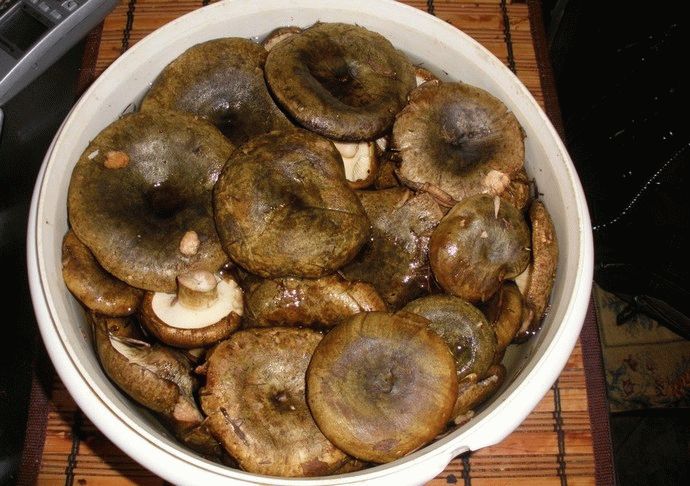 Пошаговый рецепт маринованных опят: на зиму, посолить, с картинками, в домашних условиях, вкусно, осенние, в банках, голодным способом, горячим