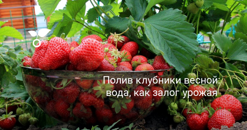 Правила полива клубники