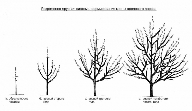 Правильная обрезка старой яблони осенью: схема обрезок, особенности, когда начинать подрезать, как обрезать дерево правильно