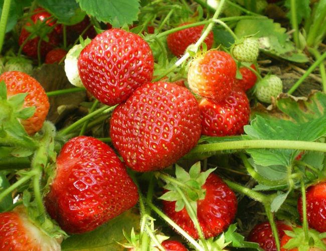 Приготовление азу: описание блюда, правила выбора продуктов, варианты приготовления, секреты и советы, правила подачи
