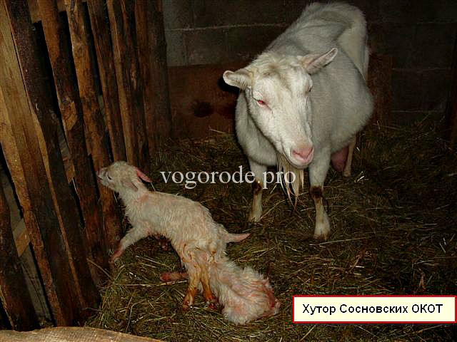 Признаки окота у козы
