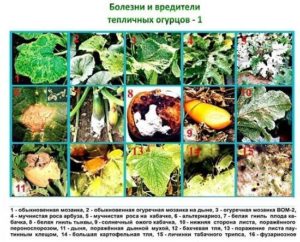 Проблемы при выращивании клубники: болезни, вредители, нарушение правил посадки и ухода, лечение, профилактика