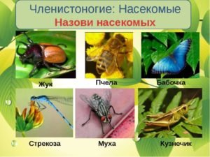 Продолжительность жизни мух